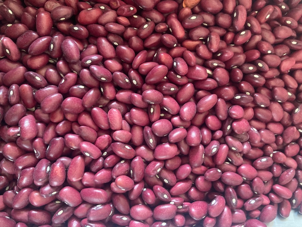 لوبیا قرمز ایرانی