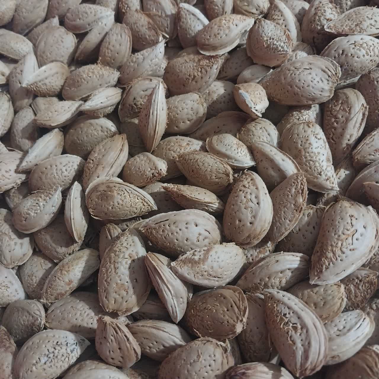 بادام درختی درج یک