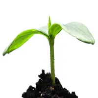 کشاورزی و دامپروری