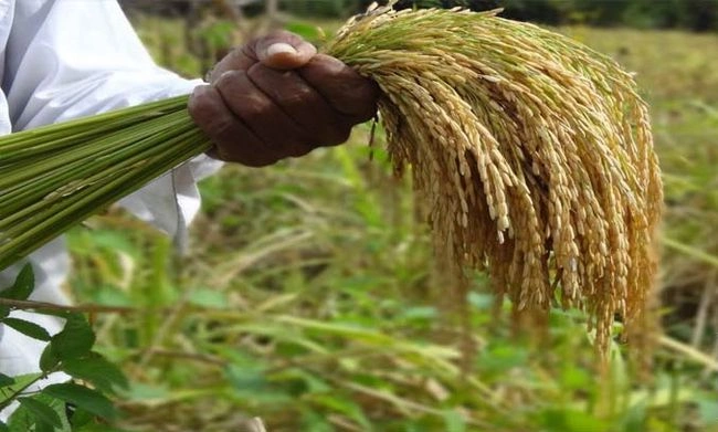 برنج هاشمی حسن سرا